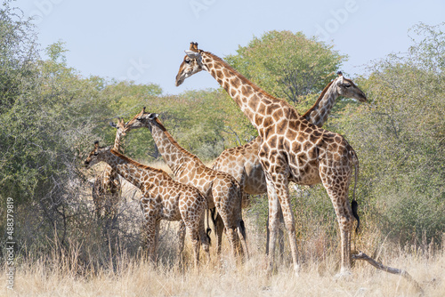 Family of Southern Giraffes  Giraffa camelopardalis angolensis  in the bush  Etosha national park  Namibia 