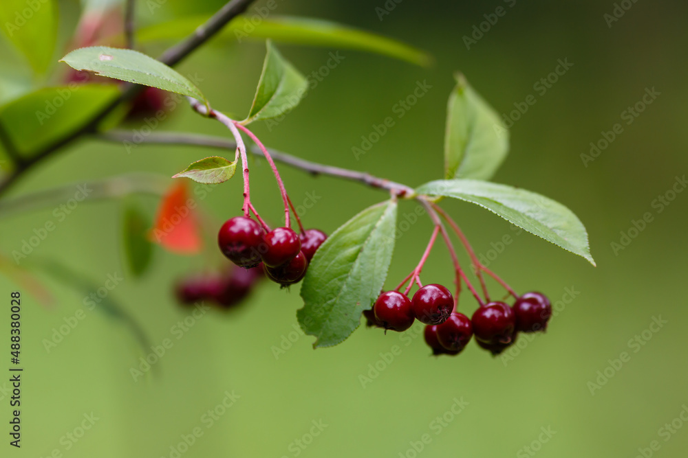 Aronia arbutolistnaya ( lat. Aronia arbutifolia ) is a plant species from the genus Aronia of the Rosaceae family Aronia arbutolistnaya ( lat. Aronia arbutifolia ) is a plant species from the genus Aronia of the Rosaceae family