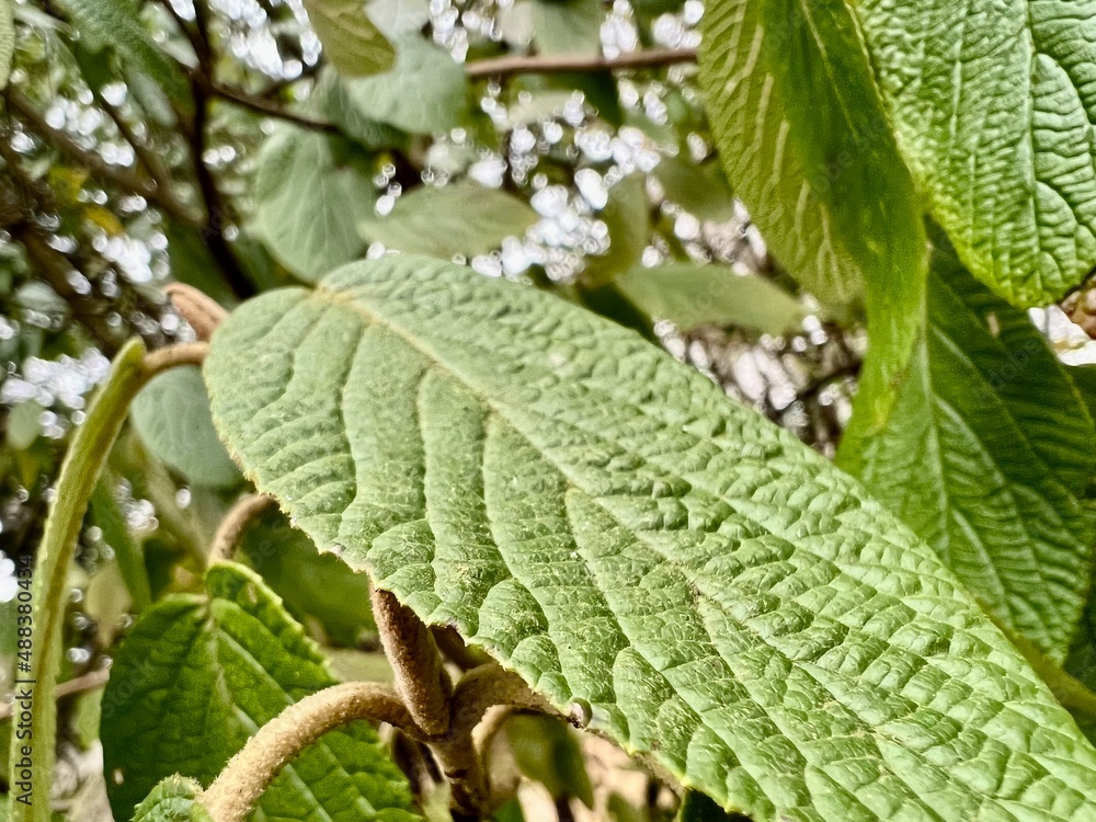 leaves on a tree background natural texture leaves on a tree background natural texture