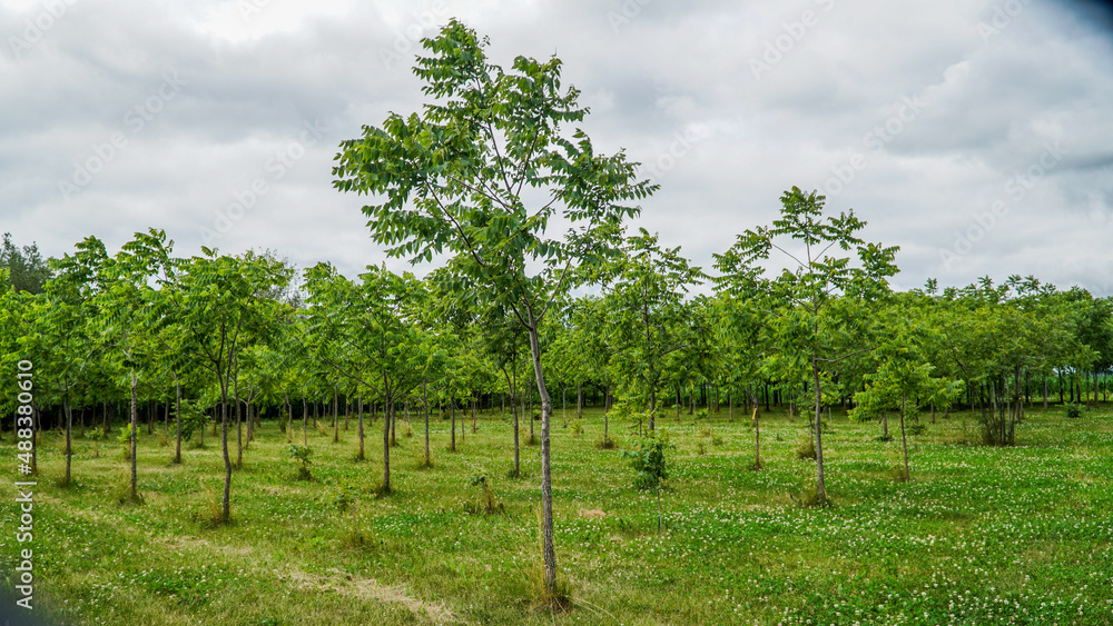 Plantation of multi-year-old hazel trees in Quebec, Canada.