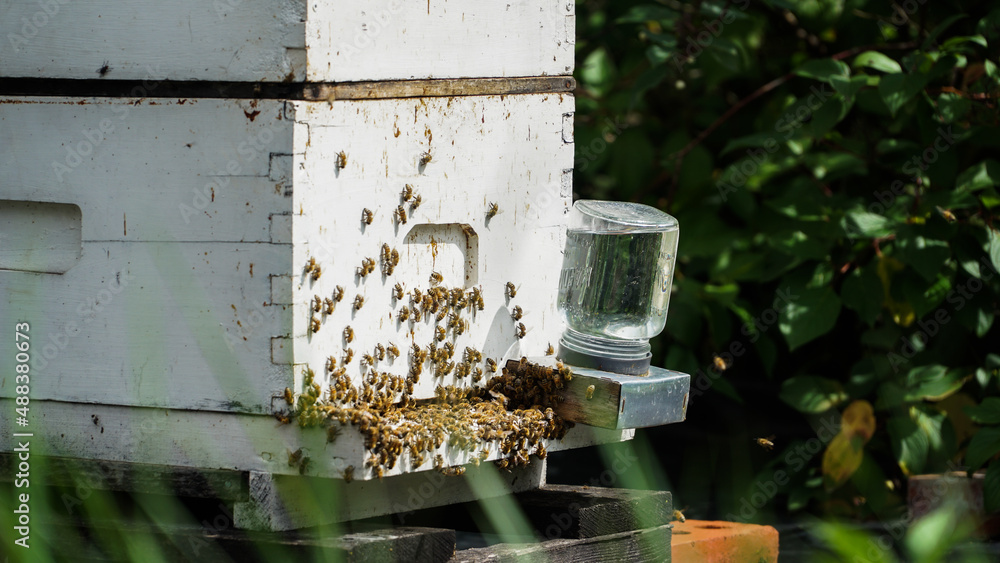Bee at work. Beekeeping on a farm. Bee at work. Beekeeping on a farm.