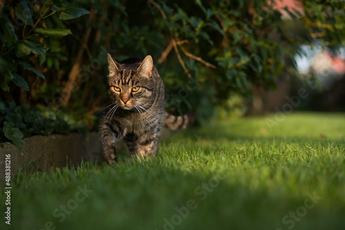 Fotografie A tabby cat explores the garden curiously and attentively in the evening sun