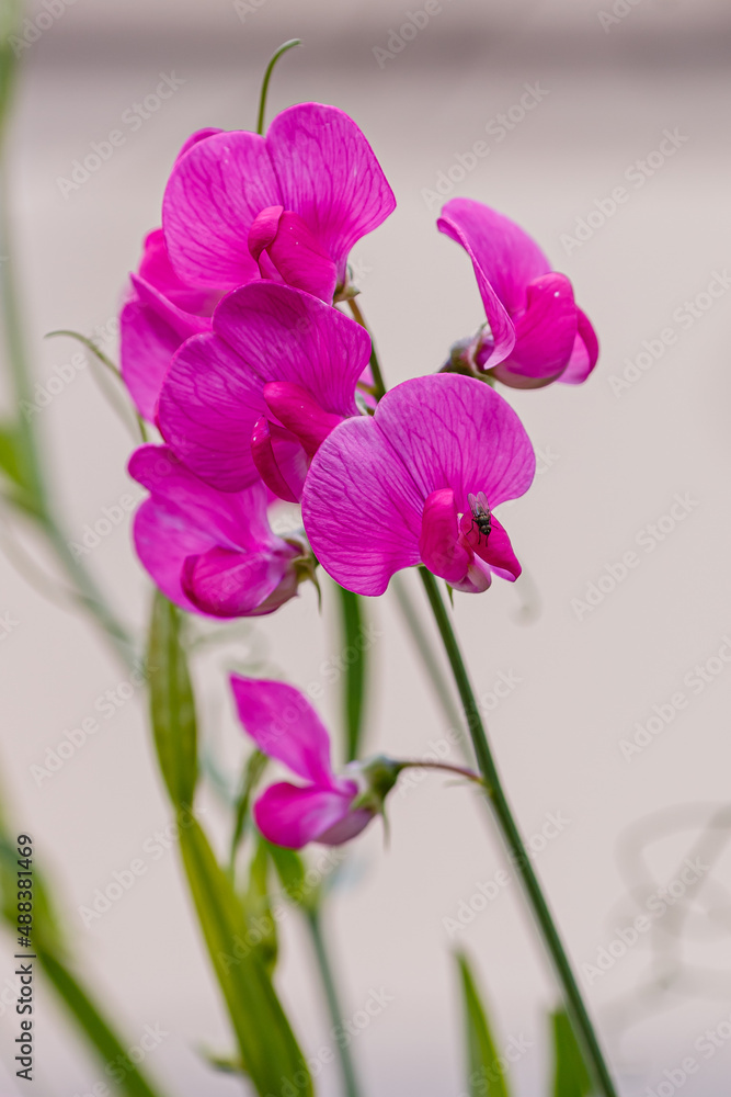 Chin fragrant, or sweet pea , is a flowering herbaceous plant of the genus Chin ( Lathyrus ) Chin fragrant, or sweet pea , is a flowering herbaceous plant of the genus Chin ( Lathyrus )