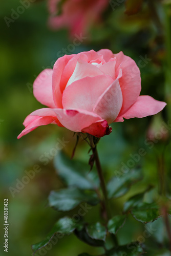 Rose garden hybrid floribunda  sort Waikiki