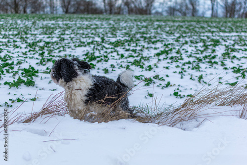 Fototapeta Naklejka Na Ścianę i Meble -  dog running in the snow