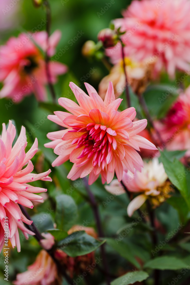 Georgina, also dahlia ( lat. Dahlia ), is a genus of perennial herbaceous plants of the Asteraceae family with tuberous roots and large brightly colored flowers Georgina, also dahlia ( lat. Dahlia ), is a genus of perennial herbaceous plants of the Asteraceae family with tuberous roots and large brightly colored flowers