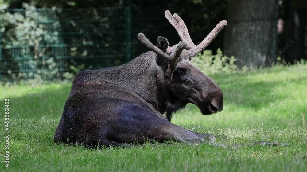 The moose or elk, Alces alces is the largest extant species in the deer family. Moose are distinguished by the broad, flat, or palmate antlers of the males. The moose or elk, Alces alces is the largest extant species in the deer family. Moose are distinguished by the broad, flat, or palmate antlers of the males.
