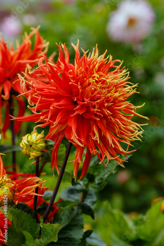 Georgina  also dahlia   lat. Dahlia    is a genus of perennial herbaceous plants of the Asteraceae family with tuberous roots and large brightly colored flowers