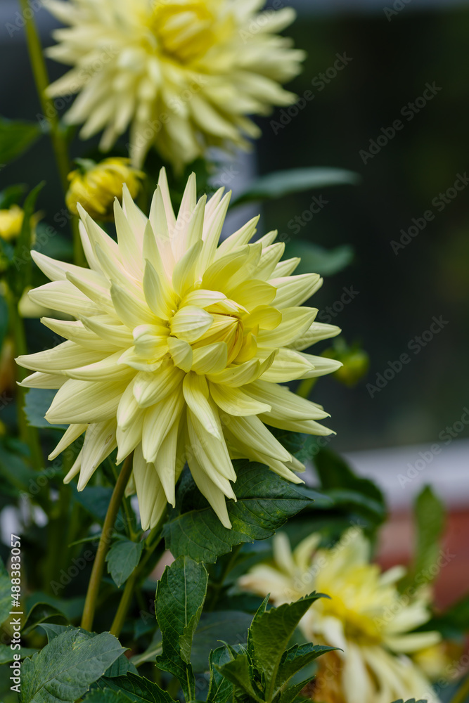 Georgina, also dahlia ( lat. Dahlia ), is a genus of perennial herbaceous plants of the Asteraceae family with tuberous roots and large brightly colored flowers Georgina, also dahlia ( lat. Dahlia ), is a genus of perennial herbaceous plants of the Asteraceae family with tuberous roots and large brightly colored flowers