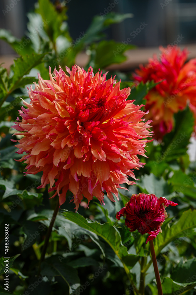 The beautiful Dahlia flower in garden The beautiful Dahlia flower in garden
