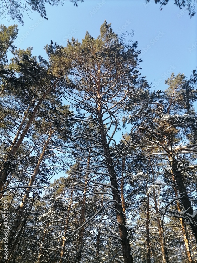 Fototapeta premium nature of russia (kuzbass)collection of amateur photos 2