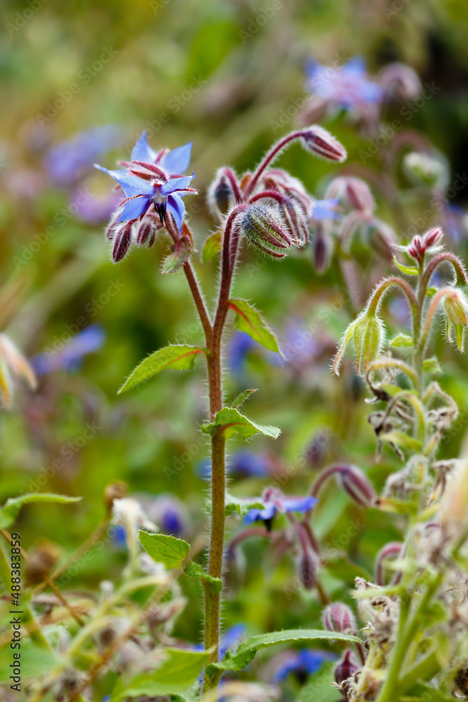 Cucumber grass or Borage grass ( lat. Borago ) is a genus of flowering plants of the Borage family Cucumber grass or Borage grass ( lat. Borago ) is a genus of flowering plants of the Borage family
