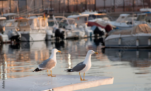 Seagulls over the boats in the harbor at sunrise