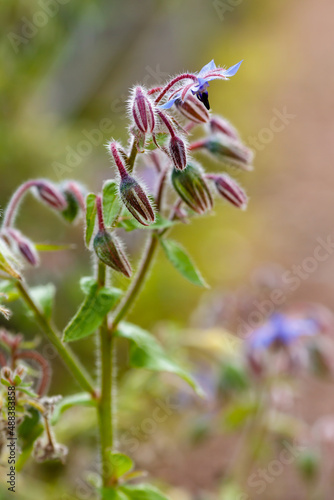 Cucumber grass or Borage grass ( lat. Borago ) is a genus of flowering plants of the Borage family