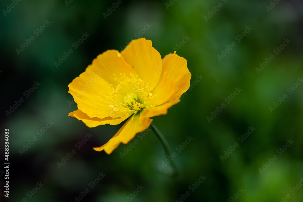 Yellow flower of Eschscholzia Californian in green background Yellow flower of Eschscholzia Californian in green background