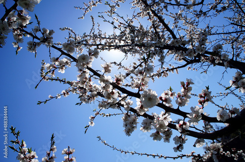 The photo was taken in a warm spring. A flowering branch of an apricot covers the warm rays of the sun.