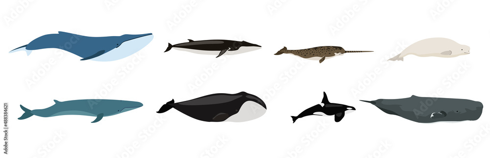 Set of beautiful whales on white background. Vector beluga, killer whale, cachalot, narwhal, humpback, blue, bowhead and southern right whale in cartoon style. Set of beautiful whales on white background. Vector beluga, killer whale, cachalot, narwhal, humpback, blue, bowhead and southern right whale in cartoon style.