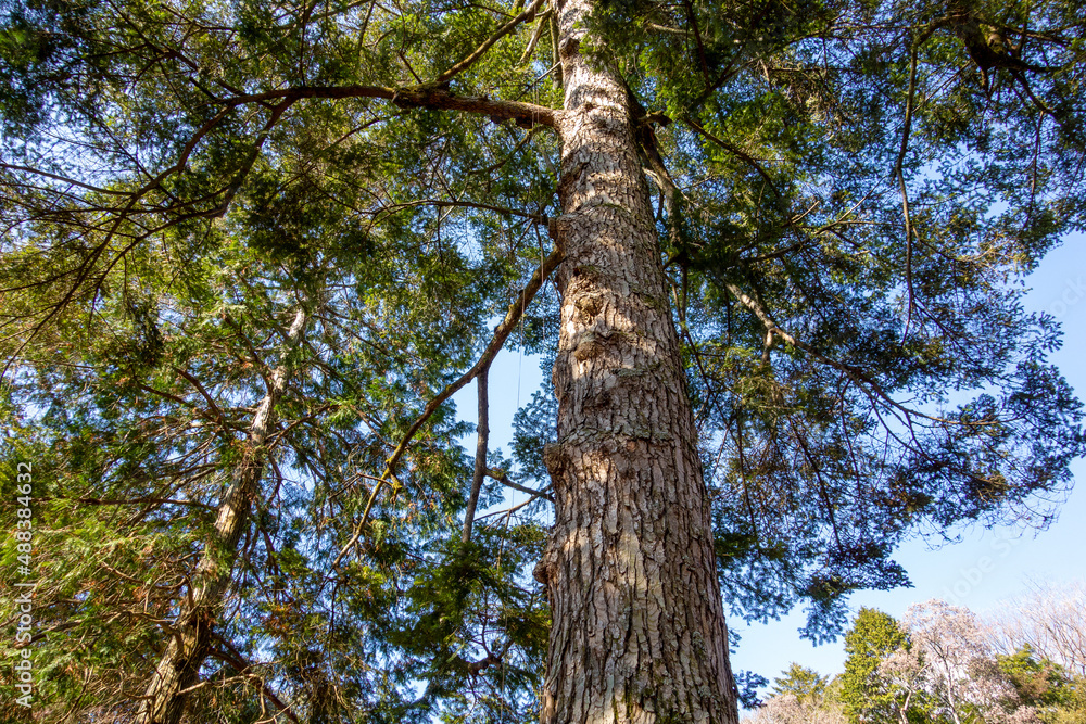 Fototapeta premium in the forest