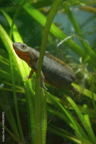 Vertical closeup on an aquatic female of the Chinese endangered Fuding fire belly newt Cynops fudingensis.