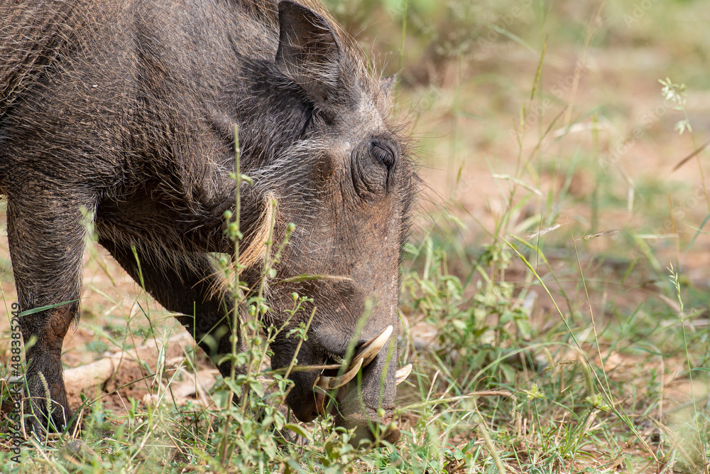 Phacochère commun, Phacochoerus africanus, Afrique du Sud Phacochère commun, Phacochoerus africanus, Afrique du Sud