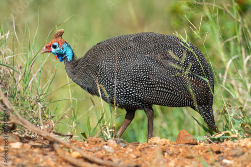 Pintade de Numidie,. Numida meleagris, Helmeted Guineafow photo