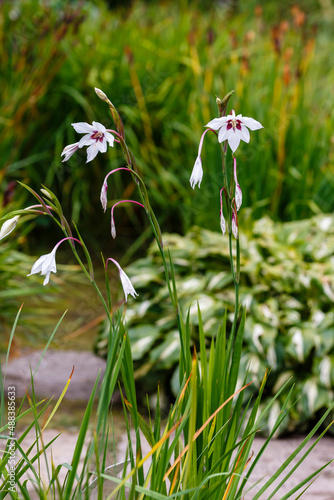 Gladiolus Muriel or acidanthera (Acidantera bicolor) is an extremely spectacular plant with an elegant, exotic appearance photo