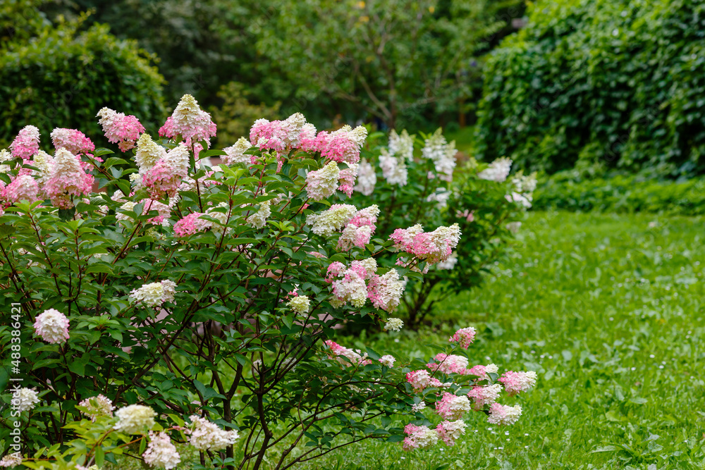 Hydrangea paniculata, the panicled hydrangea, is a species of flowering plant in the family Hydrangeaceae Hydrangea paniculata, the panicled hydrangea, is a species of flowering plant in the family Hydrangeaceae