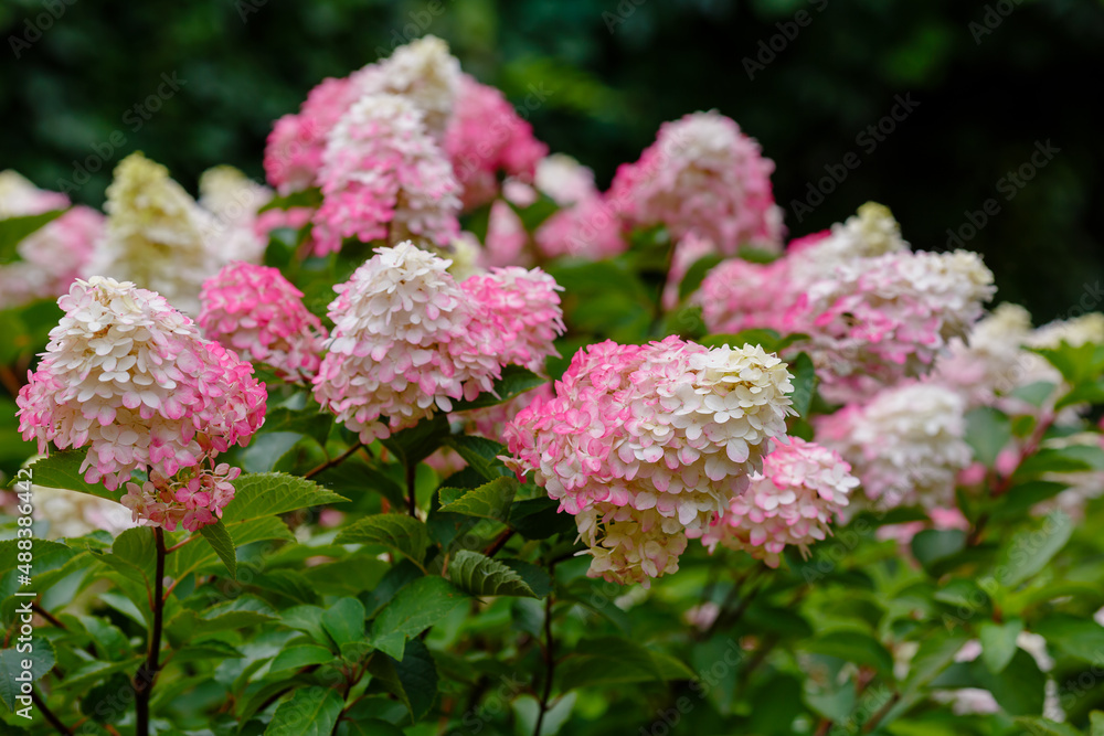 Hydrangea paniculata, the panicled hydrangea, is a species of flowering plant in the family Hydrangeaceae Hydrangea paniculata, the panicled hydrangea, is a species of flowering plant in the family Hydrangeaceae