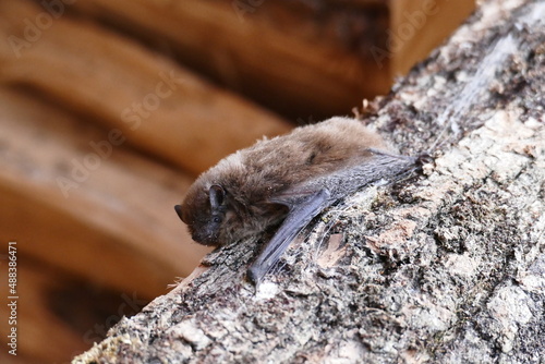 La chauve souris commune en europe : Pipistrelle commune - Pipistrellus pipistrellus - en gros plan photo