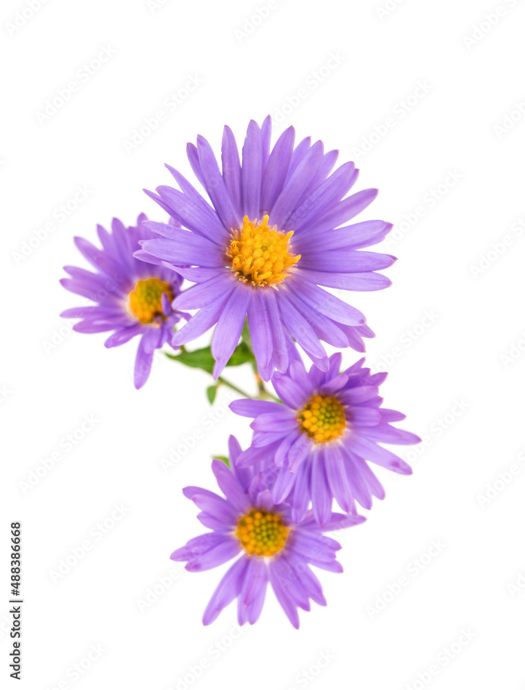 Fototapeta premium bouquet of asters