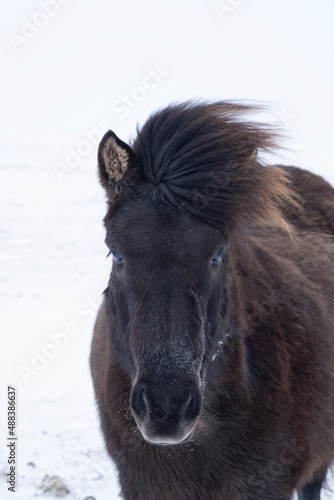 Wind blown Icelandic pony in winter