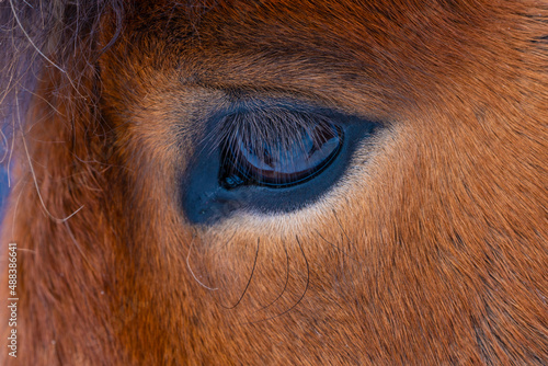 Close up of Icelandic Pony's Eye