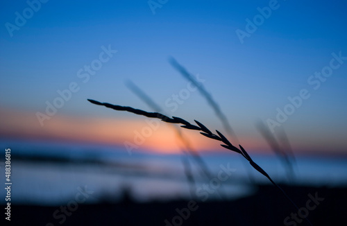 Spikelet in the sunset