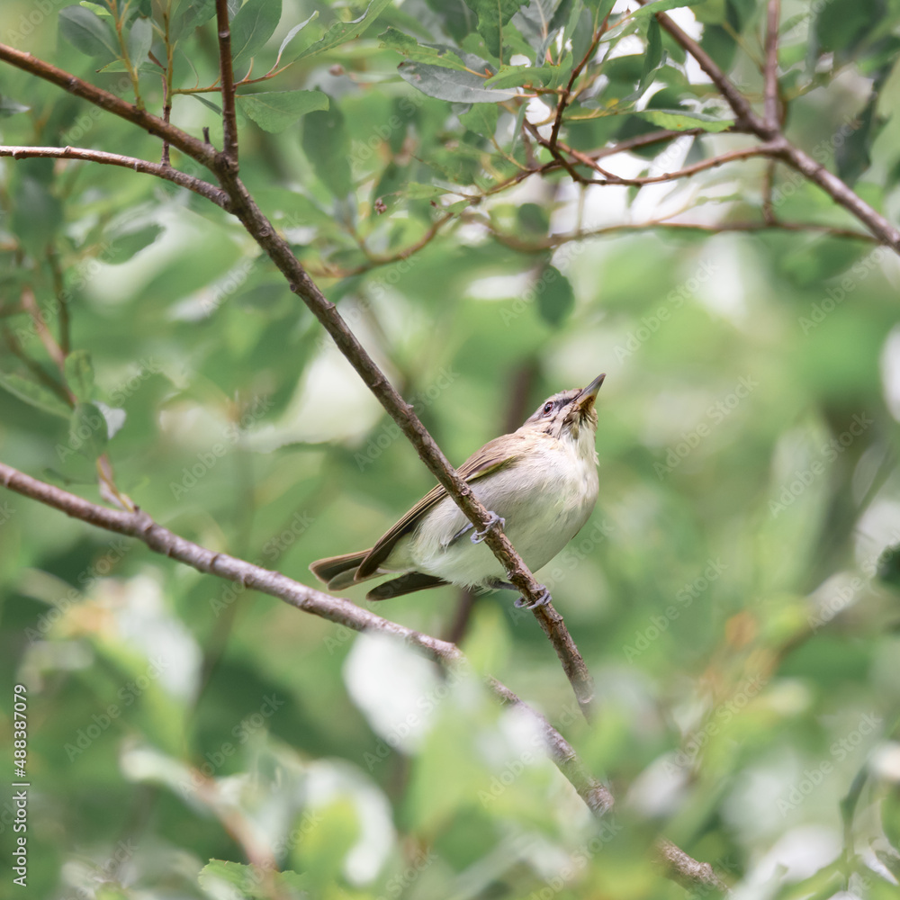 Jolie petit oiseau sur une branche aux fond vert printemps, arrière plan printemps, vie sauvage Jolie petit oiseau sur une branche aux fond vert printemps, arrière plan printemps, vie sauvage