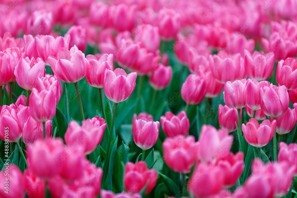 Fototapeta premium Close up view of adorable pink tulips blooming vibrantly in the flower field on a bright sunny day in Keukenhof Garden, in Lisse, Netherlands, Europe (shallow focus and blurred background effect)