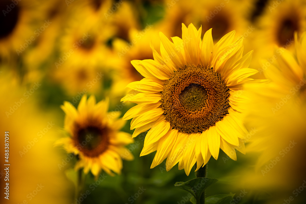sunflower in the field sunflower in the field