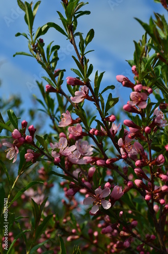 red apples on a tree