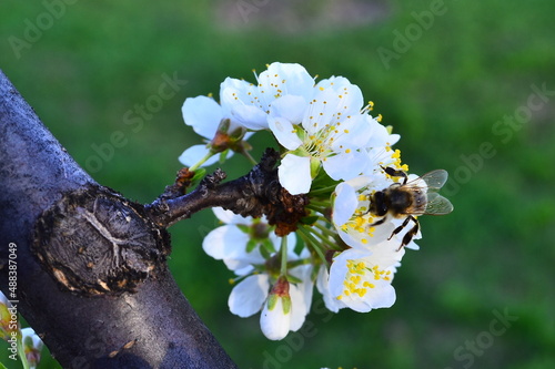 bee on a flower