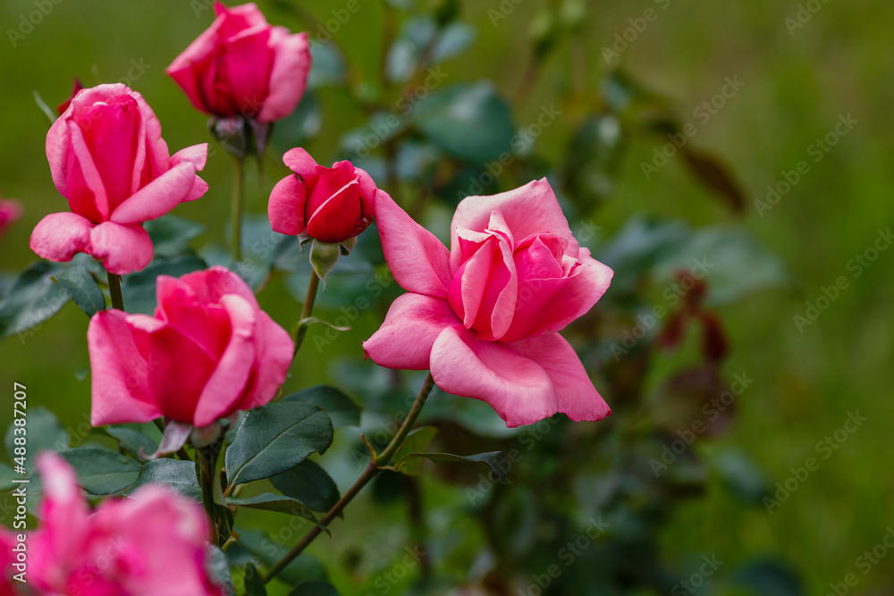 Beautiful pink roses in garden in bloom