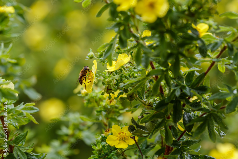 Bee on flower of Dasiphora fruticosa. Dazifora bush, or kurilian tea , Potentilla fruticosa , cinquefoil shrub Bee on flower of Dasiphora fruticosa. Dazifora bush, or kurilian tea , Potentilla fruticosa , cinquefoil shrub