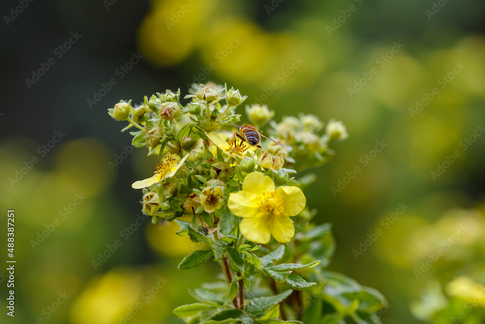 Bee on flower of Dasiphora fruticosa. Dazifora bush, or kurilian tea , Potentilla fruticosa , cinquefoil shrub