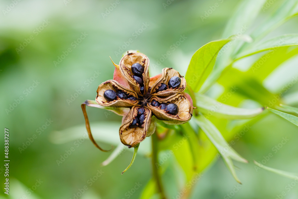 Peony seeds. Seeds of wild peony (Lat. Paeonia mlokosewitschii). Growing peonies from seeds Peony seeds. Seeds of wild peony (Lat. Paeonia mlokosewitschii). Growing peonies from seeds