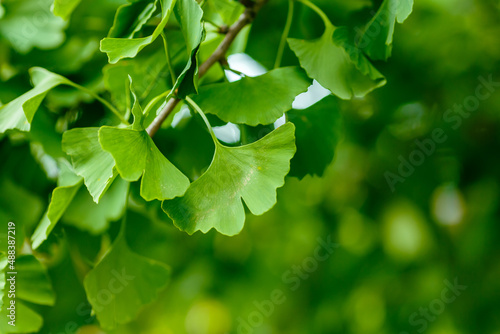 Ginkgo ( lat. Ginkgo ) is a genus of deciduous gymnosperms relict plants of the Ginkgo class. Ginkgo is a medicinal plant used in medicine