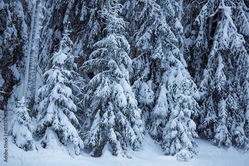 Fir tree covered with snow in the forest. Winter snowy landscape. New Year's Christmas background