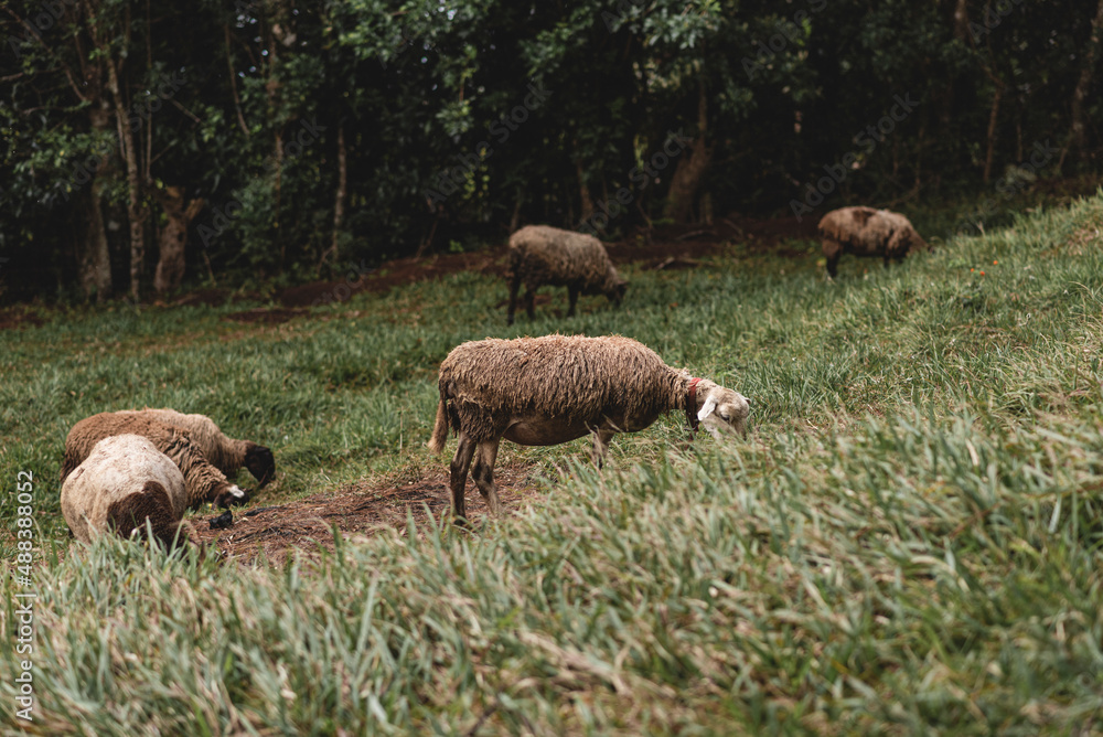 Obraz premium Sheep with wool eating grass in the field