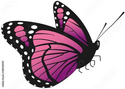 Beautiful butterfly vector illustration different kinds