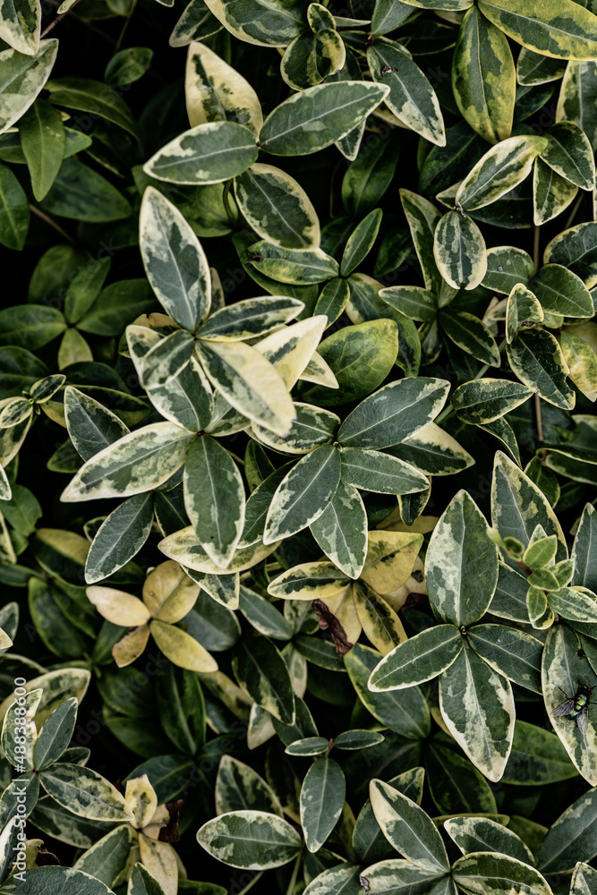 Fototapeta premium Natural textures. Background with natural elements, plants and leaves