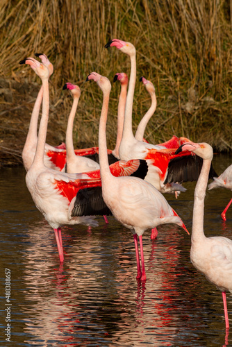 Flamingos in the natural park of Pont de Gau (Camargue, South of France)
