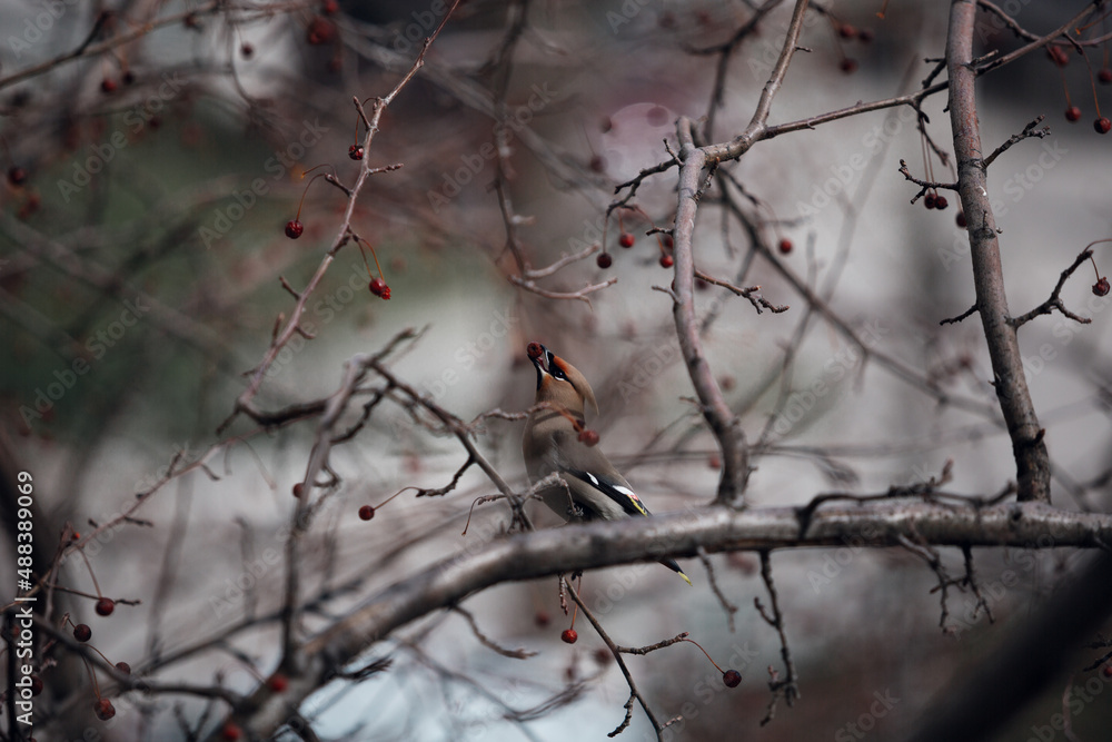 waxwing eats a wild apple on a branch in spring waxwing eats a wild apple on a branch in spring
