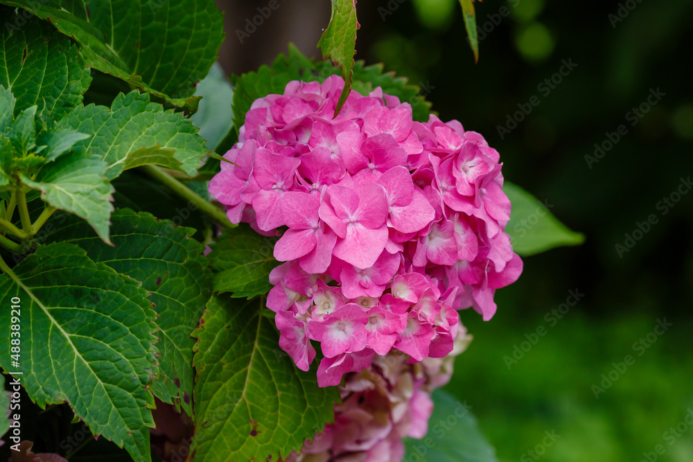 Hydrangea macrophilla bush close up in garden Hydrangea macrophilla bush close up in garden